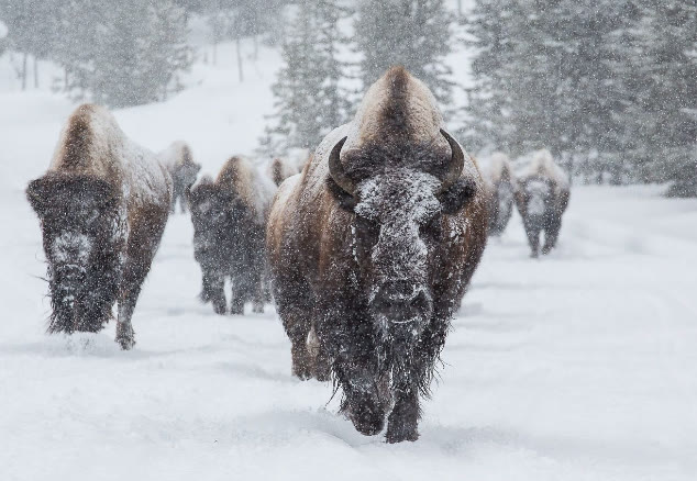Embracing Buffalo Culture: How CEOs Can Lead