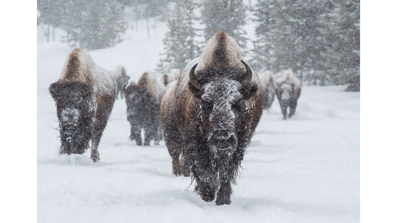 Leading the Herd: Exploring Buffalo Culture and Leadership Trends in 2025