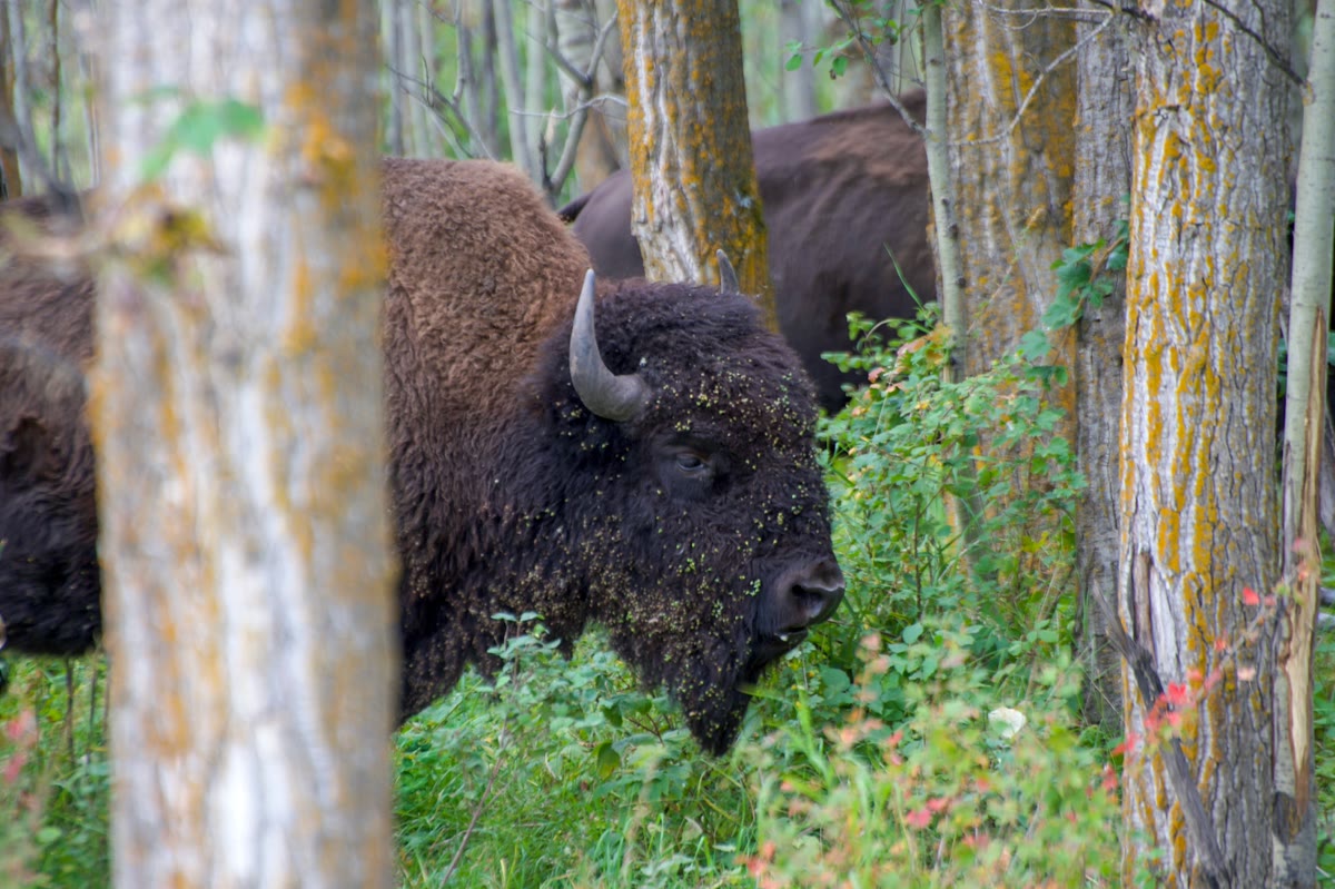 Buffalo